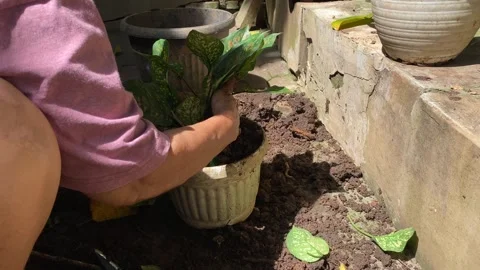 Gardening Stock Footage 323798265