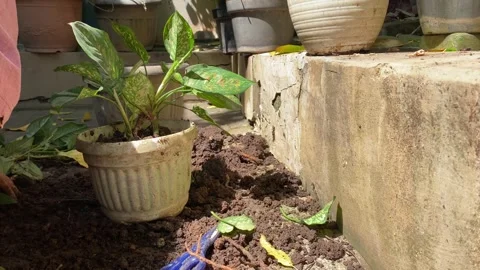 Gardening Stock Footage 323798266