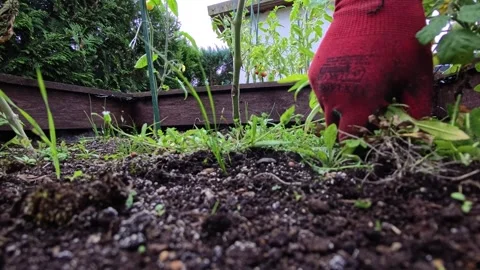 Gardening Glove Pulling Weeds from Raised Vegetable Garden Bed Stock Footage 346034334