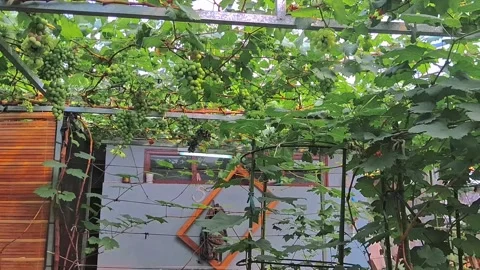 Gardening of grape fruit in yard of the house,hydroponic system Stock Footage 291545928