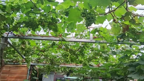 Gardening of grape fruit in yard of the house,hydroponic system Stock Footage 291550274
