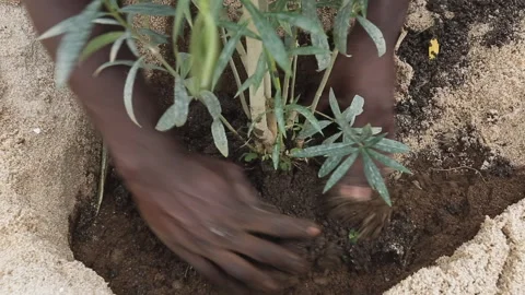 GARDENING, HANDS ON PLANTS Stock Footage 306693403