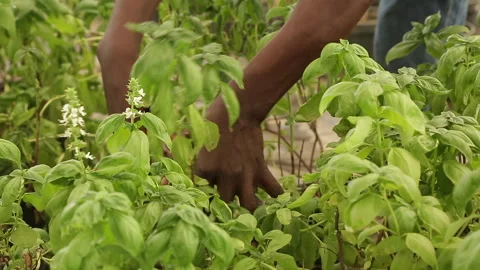 GARDENING, HANDS ON PLANTS Stock Footage 306694558