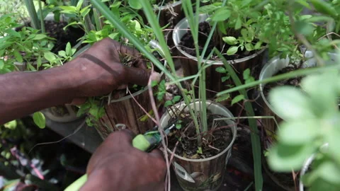 GARDENING, HANDS ON PLANTS Stock Footage 308248986