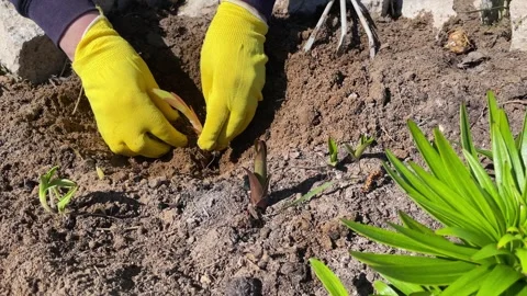 Gardening hobby Stock Footage 242439986