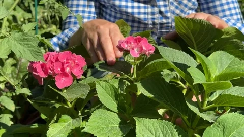 Gardening with Hydrangeas Video stock 312945891