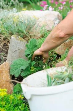 Gardening 스톡 사진