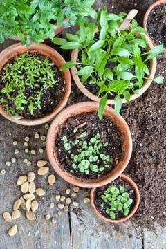 Gardening Stock Photos