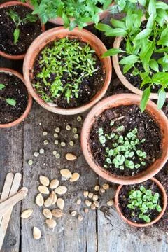 Gardening Stock Photos