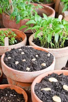 Gardening Stock Photos
