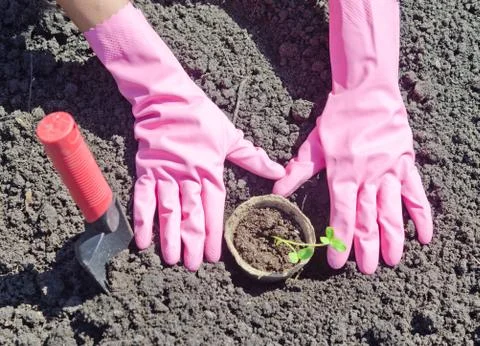 Gardening Stock Photos
