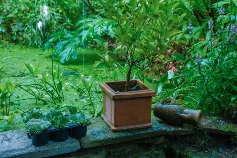 Gardening Foto stock