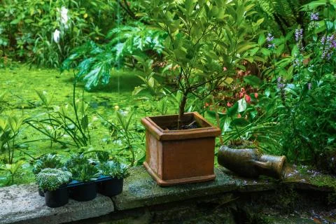Gardening Stock Photos