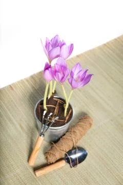 Gardening Stock Photos