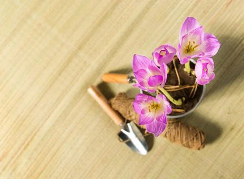 Gardening Stock Photos