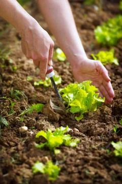 Gardening, Stock-Fotos