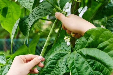 Gardening Stock Photos