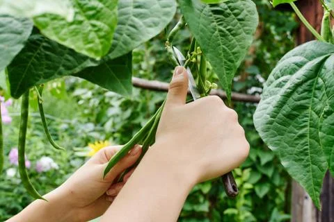 Gardening Stock Photos