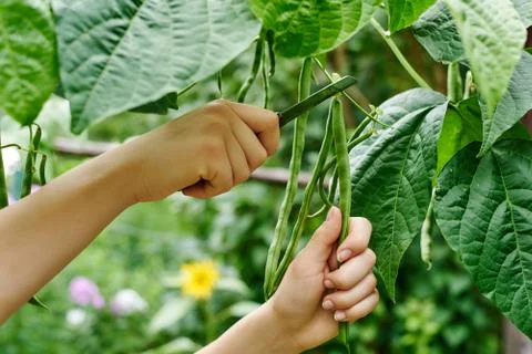 Gardening Stock Photos