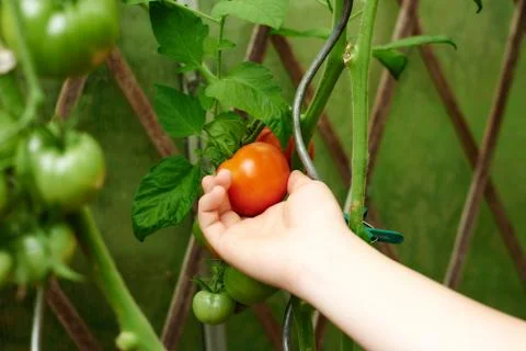 Gardening Stock Photos