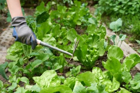 Gardening Stock Photos