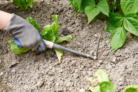 Gardening Stock Photos