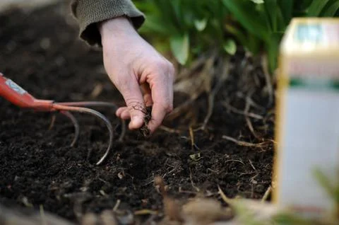 Gardening Stock Photos
