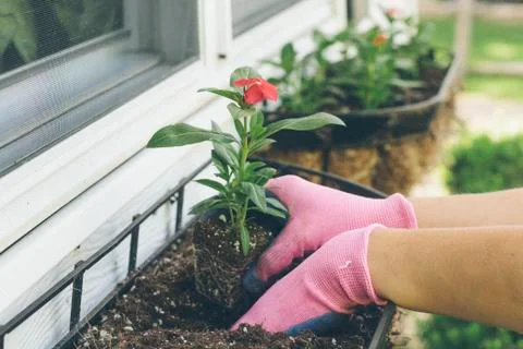 Gardening Stock Photos