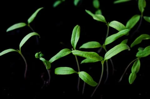 Gardening Stock Photos