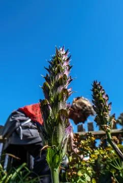 Gardening Foto stock