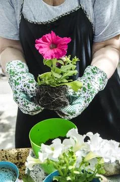 Gardening Stock-Fotos