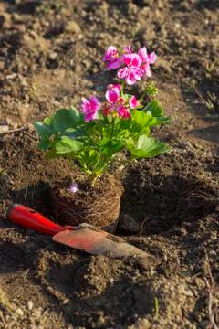 Gardening, planting geraniums Foto stock