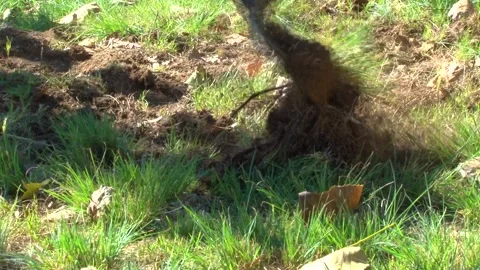 Gardening With A Plough Stock Footage 156765398