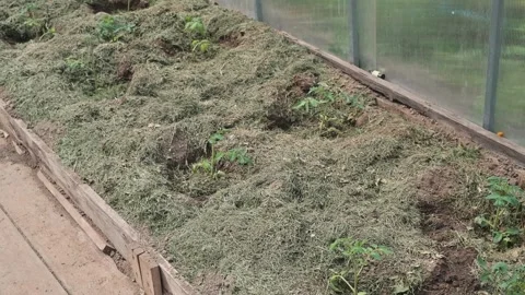 A gardening process focused on keeping plant beds healthy within a greenhouse. Vidéo 338447900