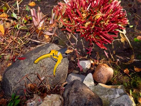 Gardening Scissors On Stone Фото