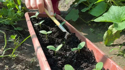 Gardening Seedlings Care Stock Footage 312945734
