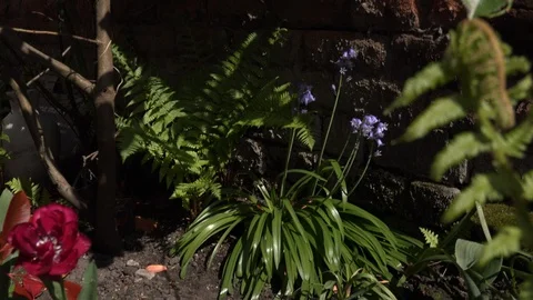 Gardening in small plot back garden England UK 4K Stock Footage 128623781