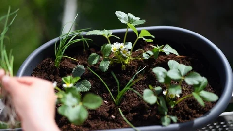 Gardening strawberry Stock Footage 89653093
