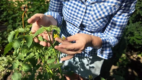 Gardening in Sunshine Stock Footage 312945757