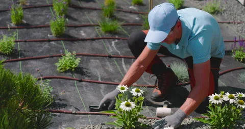Gardening Techniques. Building Modern Drip Irrigation Watering System Vídeos de archivo 281240715