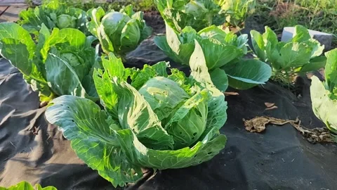 Gardening tips for growing healthy cabbage in a community garden during spring Stock Footage 341668475