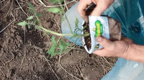 Gardening Tomatoes Stock Footage 53503986