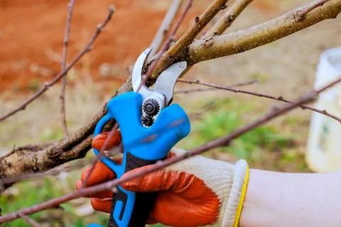 Gardening tools are used for pruning branches in garden during springtime tas Stockfoto's