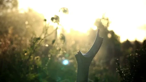 Gardening Tools During Sunset Stock Footage 150909486