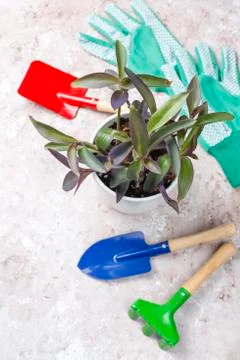 Gardening tools on light background with house plant and gloves,top view Stock Photos