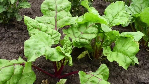 Gardening, top view  beetroot bushes in chornozem soil. Horizontal 4k footage Stock Footage 244810114