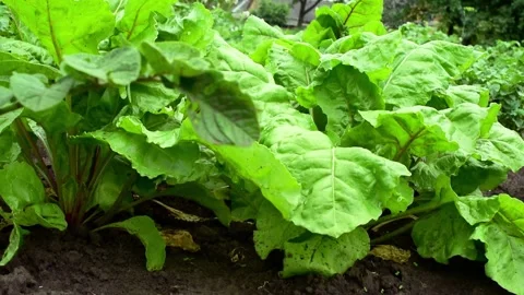 Gardening, top view  beetroot bushes in chornozem soil. Horizontal 4k footage Stock Footage 247131548
