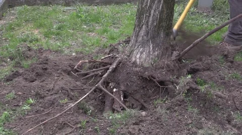 Gardening - A tree eradicated with a cran Video stock 48403876