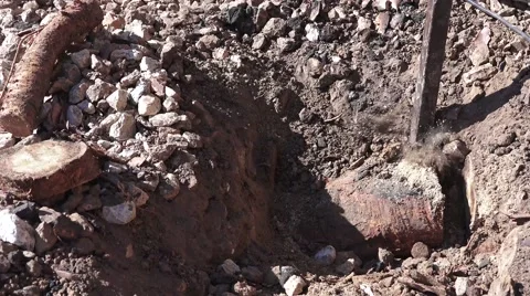 Gardening, tree root removal, pry bar Vidéo 41530481