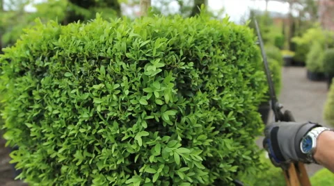 Gardening Trimming Stock Footage 56237255